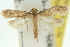  (Tinea murariella - 10ANIC-05077)  @14 [ ] CreativeCommons - Attribution (2010) CBG Photography Group Centre for Biodiversity Genomics