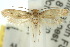  ( - 10ANIC-05078)  @13 [ ] CreativeCommons - Attribution (2010) CBG Photography Group Centre for Biodiversity Genomics