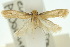  ( - 10ANIC-05079)  @11 [ ] CreativeCommons - Attribution (2010) CBG Photography Group Centre for Biodiversity Genomics