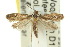  ( - 10ANIC-05081)  @14 [ ] CreativeCommons - Attribution (2010) CBG Photography Group Centre for Biodiversity Genomics