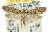  ( - 10ANIC-05082)  @14 [ ] CreativeCommons - Attribution (2010) CBG Photography Group Centre for Biodiversity Genomics