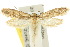  ( - 10ANIC-05083)  @11 [ ] CreativeCommons - Attribution (2010) CBG Photography Group Centre for Biodiversity Genomics