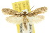  ( - 10ANIC-05084)  @11 [ ] CreativeCommons - Attribution (2010) CBG Photography Group Centre for Biodiversity Genomics