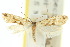  ( - 10ANIC-05093)  @11 [ ] CreativeCommons - Attribution (2010) CBG Photography Group Centre for Biodiversity Genomics