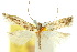  (Tinea chaotica - 10ANIC-05094)  @11 [ ] CreativeCommons - Attribution (2010) CBG Photography Group Centre for Biodiversity Genomics