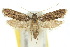  (Sarisophora brachymita - 10ANIC-05131)  @13 [ ] CreativeCommons - Attribution (2010) CBG Photography Group Centre for Biodiversity Genomics