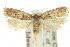  ( - 10ANIC-05143)  @14 [ ] CreativeCommons - Attribution (2010) CBG Photography Group Centre for Biodiversity Genomics