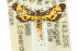  ( - 10ANIC-05150)  @11 [ ] CreativeCommons - Attribution (2010) CBG Photography Group Centre for Biodiversity Genomics