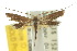  (Hestiaula - 10ANIC-05214)  @14 [ ] CreativeCommons - Attribution (2010) CBG Photography Group Centre for Biodiversity Genomics