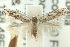  (Ogmograptis scribula - 10ANIC-05223)  @14 [ ] CreativeCommons - Attribution (2010) CBG Photography Group Centre for Biodiversity Genomics