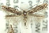  ( - 10ANIC-05225)  @13 [ ] CreativeCommons - Attribution (2010) CBG Photography Group Centre for Biodiversity Genomics