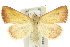  (Phytometra - 10ANIC-05250)  @15 [ ] CreativeCommons - Attribution (2010) CBG Photography Group Centre for Biodiversity Genomics