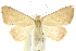  ( - 10ANIC-05254)  @14 [ ] CreativeCommons - Attribution (2010) CBG Photography Group Centre for Biodiversity Genomics