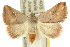  (Daona - 10ANIC-05258)  @15 [ ] CreativeCommons - Attribution (2010) CBG Photography Group Centre for Biodiversity Genomics
