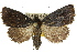  ( - 10ANIC-05271)  @15 [ ] CreativeCommons - Attribution (2010) CBG Photography Group Centre for Biodiversity Genomics