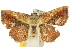  (Lophoruza - 10ANIC-05276)  @15 [ ] CreativeCommons - Attribution (2010) CBG Photography Group Centre for Biodiversity Genomics