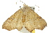  ( - 10ANIC-05282)  @13 [ ] CreativeCommons - Attribution (2010) CBG Photography Group Centre for Biodiversity Genomics