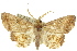  ( - 10ANIC-05283)  @15 [ ] CreativeCommons - Attribution (2010) CBG Photography Group Centre for Biodiversity Genomics