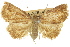  ( - 10ANIC-05293)  @11 [ ] CreativeCommons - Attribution (2010) CBG Photography Group Centre for Biodiversity Genomics