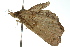  ( - 10ANIC-05294)  @13 [ ] CreativeCommons - Attribution (2010) CBG Photography Group Centre for Biodiversity Genomics