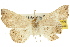  (Heterormista modesta - 10ANIC-05296)  @14 [ ] CreativeCommons - Attribution (2010) CBG Photography Group Centre for Biodiversity Genomics
