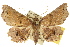  ( - 10ANIC-05306)  @15 [ ] CreativeCommons - Attribution (2010) CBG Photography Group Centre for Biodiversity Genomics