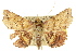  (Tamba ochreistriga - 10ANIC-05308)  @14 [ ] CreativeCommons - Attribution (2010) CBG Photography Group Centre for Biodiversity Genomics
