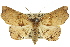  (Aroana hemicyclophora - 10ANIC-05311)  @15 [ ] CreativeCommons - Attribution (2010) CBG Photography Group Centre for Biodiversity Genomics