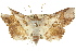  ( - 10ANIC-05313)  @14 [ ] CreativeCommons - Attribution (2010) CBG Photography Group Centre for Biodiversity Genomics