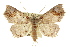  ( - 10ANIC-05315)  @14 [ ] CreativeCommons - Attribution (2010) CBG Photography Group Centre for Biodiversity Genomics
