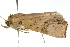  ( - 10ANIC-05316)  @13 [ ] CreativeCommons - Attribution (2010) CBG Photography Group Centre for Biodiversity Genomics