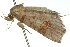  ( - 10ANIC-05318)  @13 [ ] CreativeCommons - Attribution (2010) CBG Photography Group Centre for Biodiversity Genomics
