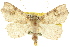  ( - 10ANIC-05320)  @15 [ ] CreativeCommons - Attribution (2010) CBG Photography Group Centre for Biodiversity Genomics