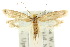  ( - 10ANIC-05330)  @11 [ ] CreativeCommons - Attribution (2010) CBG Photography Group Centre for Biodiversity Genomics