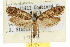  ( - 10ANIC-05337)  @11 [ ] CreativeCommons - Attribution (2010) CBG Photography Group Centre for Biodiversity Genomics