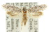  (Tiquadra atomarcha - 10ANIC-05377)  @11 [ ] CreativeCommons - Attribution (2010) CBG Photography Group Centre for Biodiversity Genomics