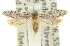  ( - 10ANIC-05378)  @11 [ ] CreativeCommons - Attribution (2010) CBG Photography Group Centre for Biodiversity Genomics