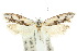  ( - 10ANIC-05396)  @14 [ ] CreativeCommons - Attribution (2010) CBG Photography Group Centre for Biodiversity Genomics