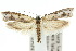  (Metapherna castella - 10ANIC-05397)  @15 [ ] CreativeCommons - Attribution (2010) CBG Photography Group Centre for Biodiversity Genomics