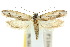  ( - 10ANIC-05398)  @14 [ ] CreativeCommons - Attribution (2010) CBG Photography Group Centre for Biodiversity Genomics