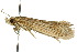  ( - 10ANIC-05420)  @14 [ ] CreativeCommons - Attribution (2010) CBG Photography Group Centre for Biodiversity Genomics