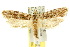  ( - 10ANIC-05423)  @15 [ ] CreativeCommons - Attribution (2010) CBG Photography Group Centre for Biodiversity Genomics