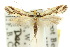  ( - 10ANIC-05440)  @11 [ ] CreativeCommons - Attribution (2010) CBG Photography Group Centre for Biodiversity Genomics