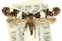  (Analytarcha - 10ANIC-05442)  @15 [ ] CreativeCommons - Attribution (2010) CBG Photography Group Centre for Biodiversity Genomics