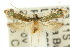  ( - 10ANIC-05446)  @13 [ ] CreativeCommons - Attribution (2010) CBG Photography Group Centre for Biodiversity Genomics