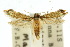  (Phaeoses caenologa - 10ANIC-05447)  @14 [ ] CreativeCommons - Attribution (2010) CBG Photography Group Centre for Biodiversity Genomics