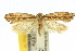 ( - 10ANIC-05475)  @11 [ ] CreativeCommons - Attribution (2010) CBG Photography Group Centre for Biodiversity Genomics