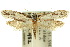  (Erechthias epomadia - 10ANIC-05478)  @15 [ ] CreativeCommons - Attribution (2010) CBG Photography Group Centre for Biodiversity Genomics