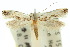  ( - 10ANIC-05501)  @14 [ ] CreativeCommons - Attribution (2010) CBG Photography Group Centre for Biodiversity Genomics