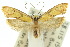  ( - 10ANIC-05503)  @15 [ ] CreativeCommons - Attribution (2010) CBG Photography Group Centre for Biodiversity Genomics